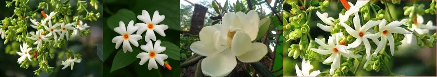 Parijata flower story