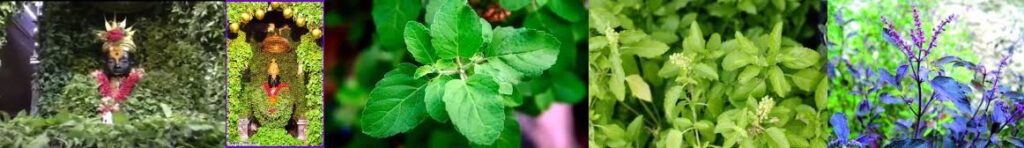 Rukmini Tulsi leaf