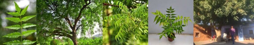 neem tree home