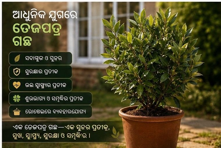 Tej Patra, Bay Laurel,